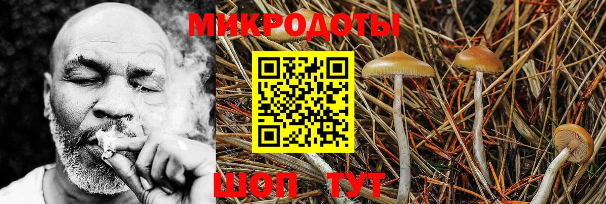 Галлюциногенные грибы Psilocybine cubensis Анжеро-Судженск
